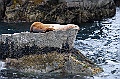 Alaska Wildlife-65